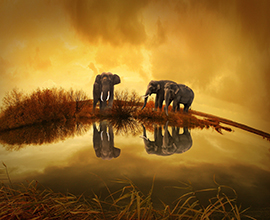 Wild Life